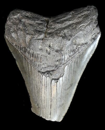 Bargain Megalodon Tooth #43024
